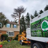 tree removal, tree trimming